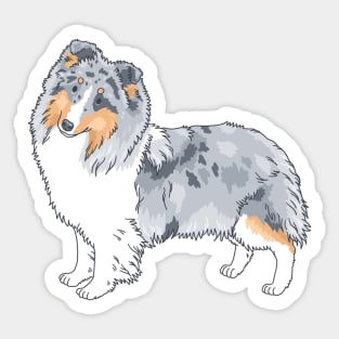 Blue Merle Shetland Sheepdog Sticker